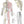 Load image into Gallery viewer, Meridian Charts (Set of 4)