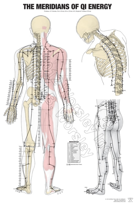 Acupoint Map Online Acupuncture Meridian Charts